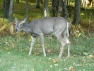 PICTURES/Shenandoah National Park/t_Deer9.JPG